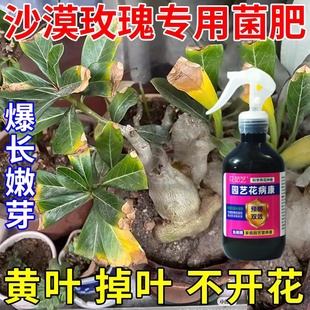 沙漠玫瑰专用肥料黄叶干尖枯枝焦边专用药沙漠玫瑰促开花绿叶营养
