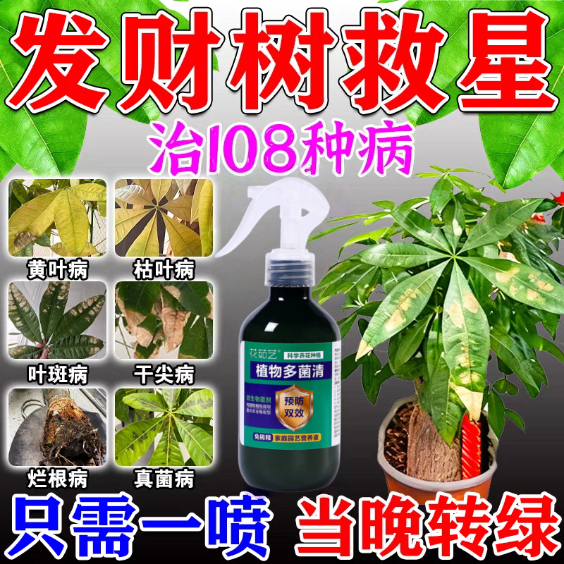 发财树黄叶枯叶烂根专用药掉叶黄斑白斑病叶斑病杀菌剂肥料营养液