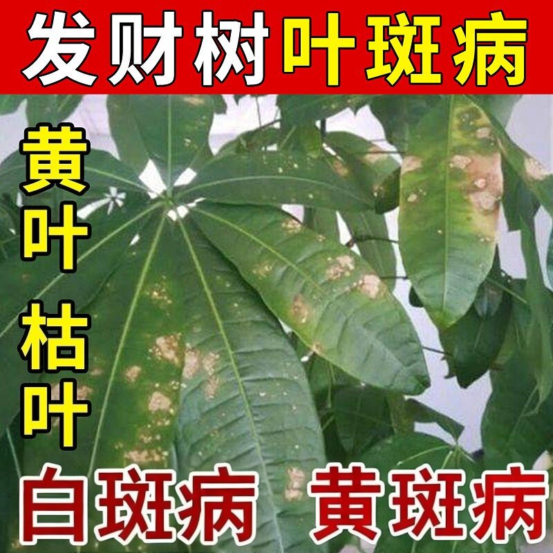 发财树黄叶枯叶烂根专用药掉叶黄斑白斑病叶斑病杀菌剂肥料营养液
