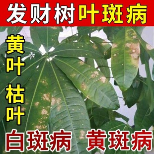 发财树黄叶枯叶烂叶专用药掉叶黄斑白斑病叶斑病防病菌肥料营养液