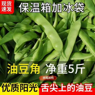 东北油豆角农家新鲜蔬菜特产九月青开锅烂现摘非一点红豆角饭店商