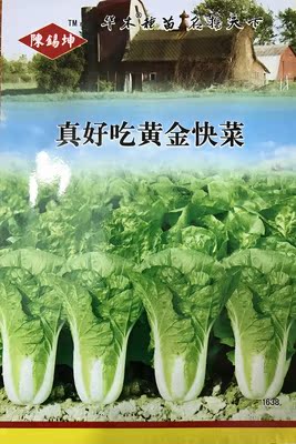 世博园黄金快菜速生菜奶油大小白菜鲜嫩爽口产量高早熟一件代发