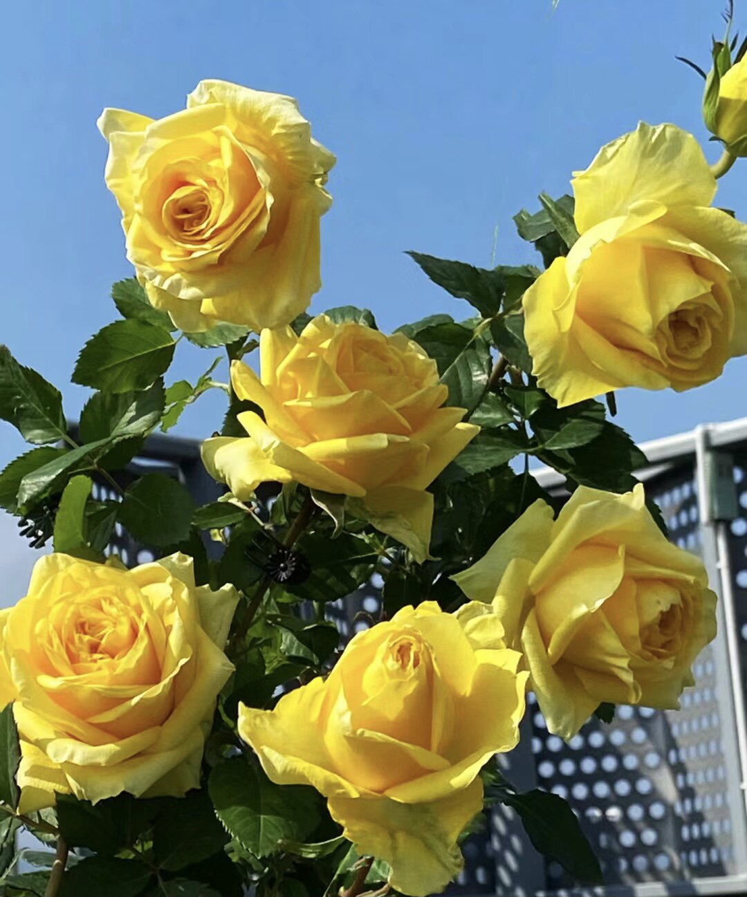 苏格兰黄油玫瑰花月季花苗特大切花盆栽四季灌木庭院阳台花卉植物