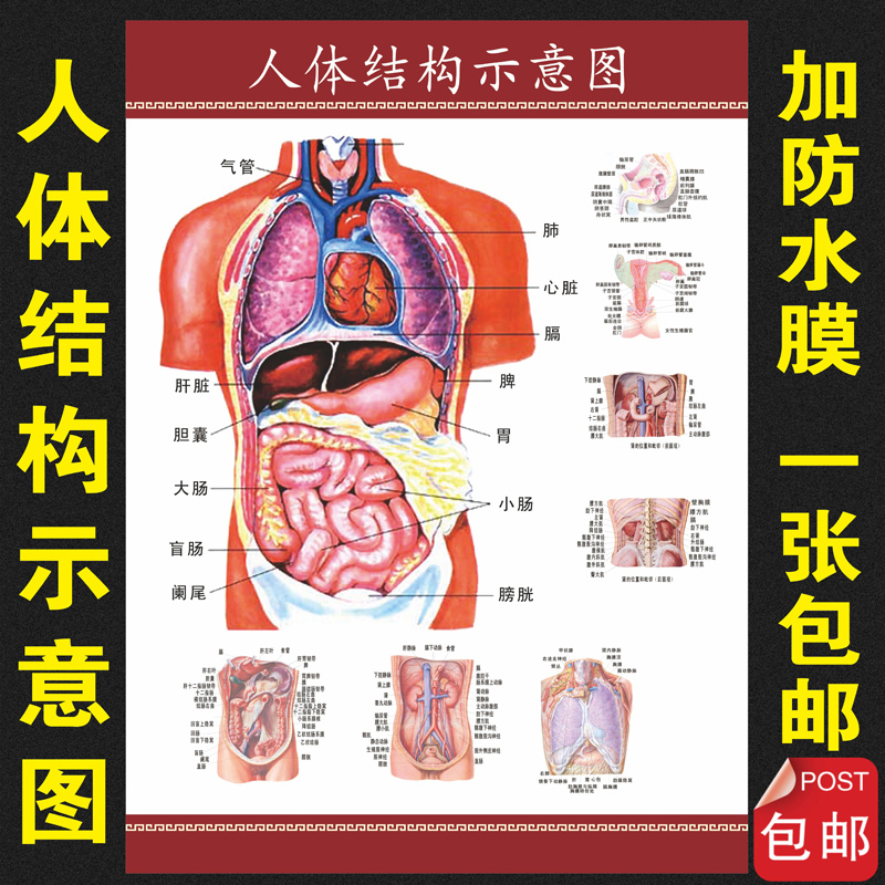 人体内脏器官位置图解图片