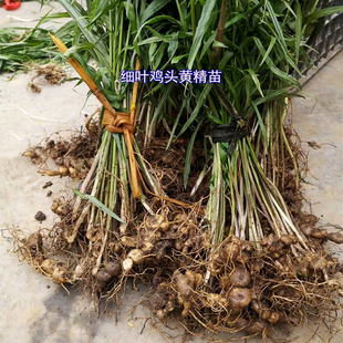 湖南中药材黄精种苗老虎姜茎块种植苗鸡头黄精苗
