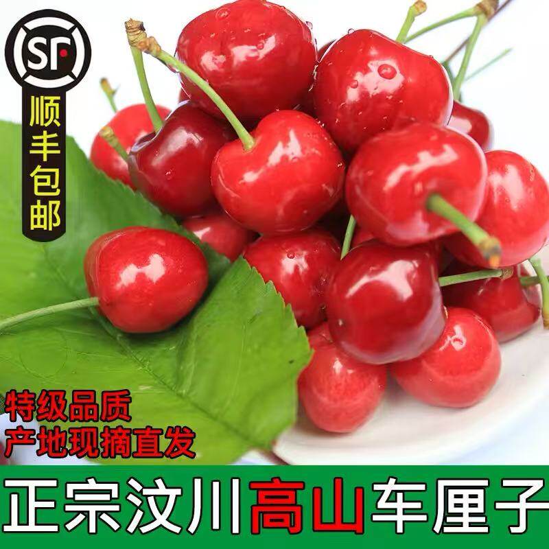 汶川阿坝高山车厘子大樱桃现摘现发京东顺丰包邮