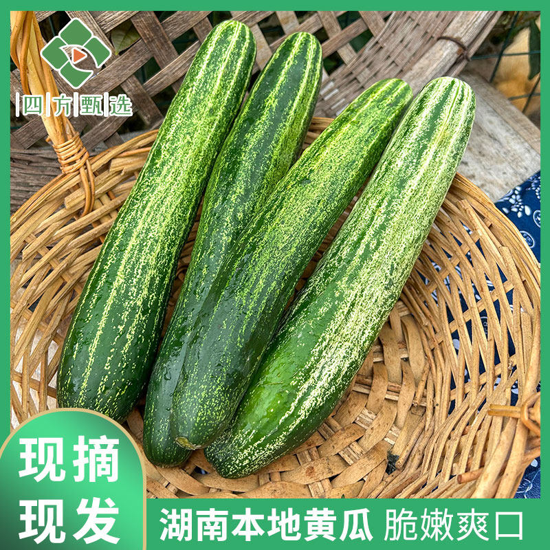 湖南南县本地老品种湖南农家菜园子青瓜凉拌黄瓜