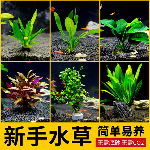 莫斯爱悦宝阴性真水草鱼缸造景