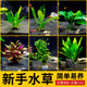 爱悦宝活体水草阴性真水草鱼缸造景沉木水榕莫斯淡水懒人植物活
