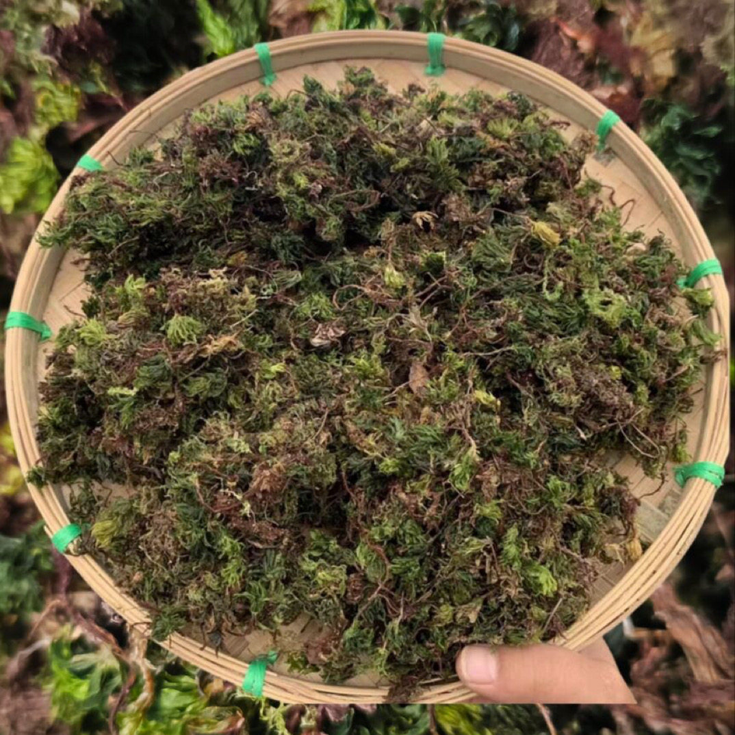 云南山货【回心草】老陈甄选