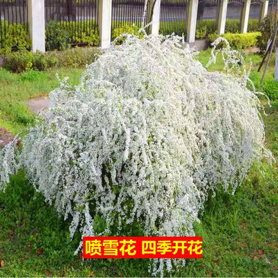 雪柳植物喷雪花苗盆栽绿植客厅珍珠梅庭院大苗雪柳叶树苗鲜枝条