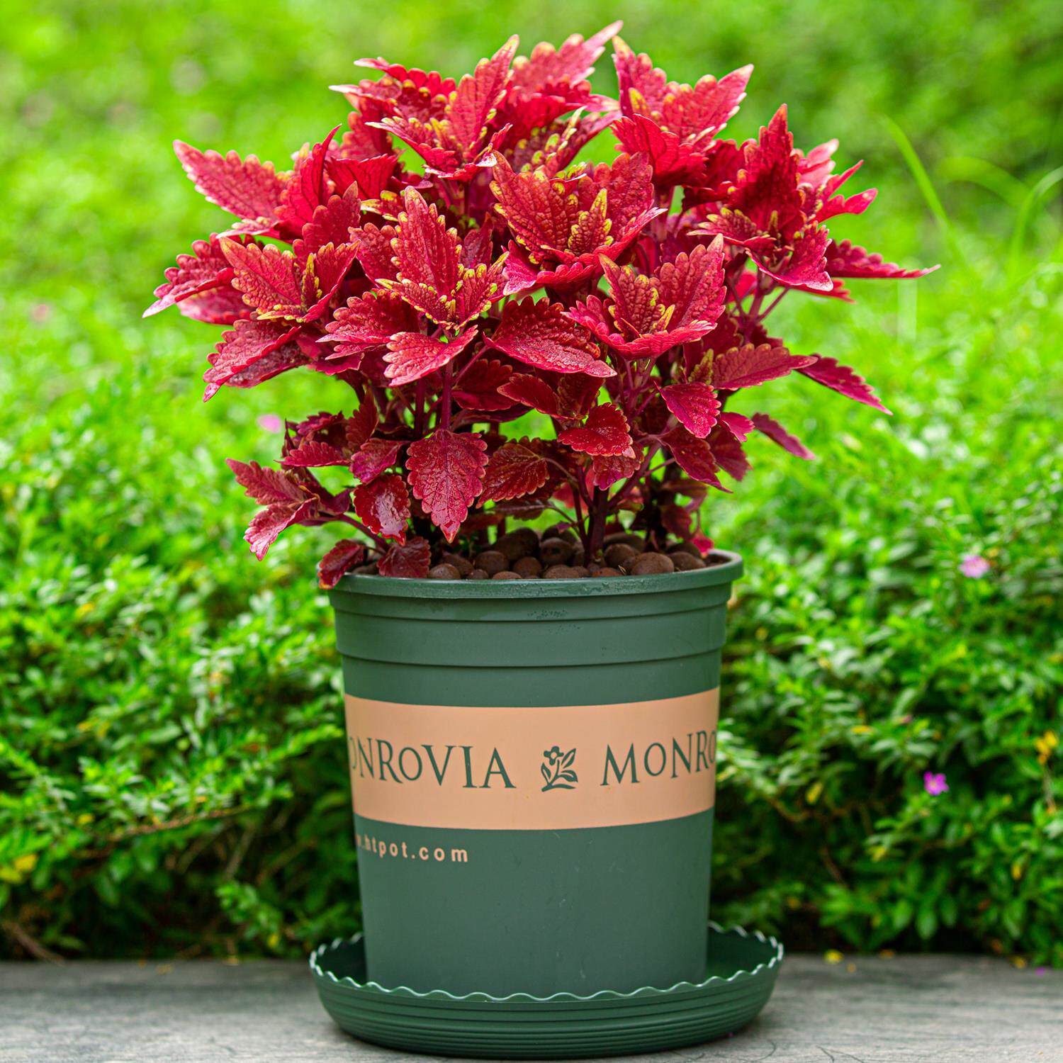 彩叶草盆栽四季好养五彩苏室内阳台植物室外庭院花草花卉绿植盆景