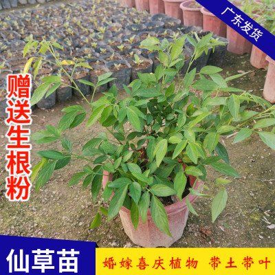 仙草抹草苗阳台潮汕喜事吉祥花