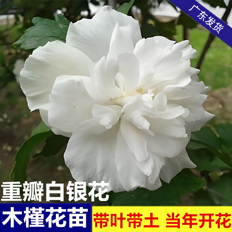 可食用潮汕白银花当年开花