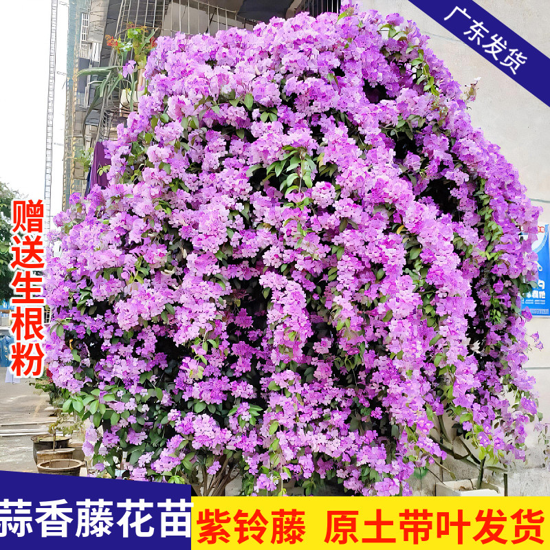 蒜香藤爬藤植物庭院阳台四季可种