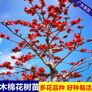 木棉花树苗庭院景观树室外风景树攀枝花树门前旺宅树易活绿化苗木