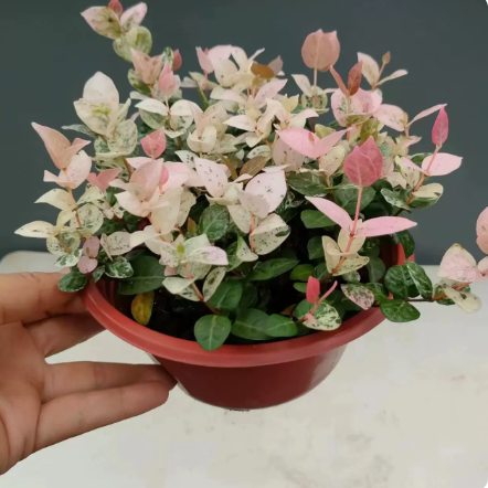 花叶络石盆栽阳台庭院好养植物五桌面绿植