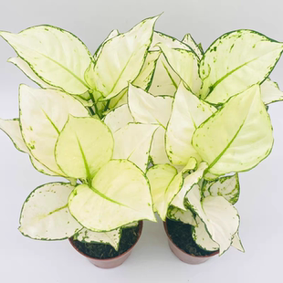 白象锄肋草白如意盆栽万年青办公室花卉净化空气室内绿植ins桌面