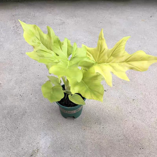 老庄黄金春羽瓦塞维奇蔓撕裂春雨赛洛姆瓦萨维奇热带稀有植物盆栽