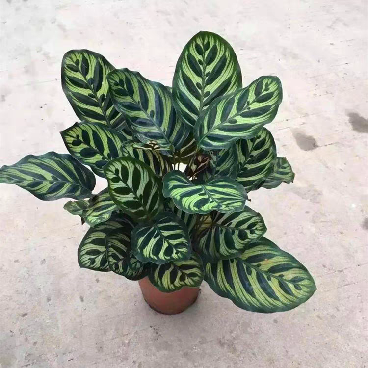 猫眼竹芋 观叶植物 盆栽孔雀竹芋 苹果竹芋青纹 竹芋美丽竹芋系列