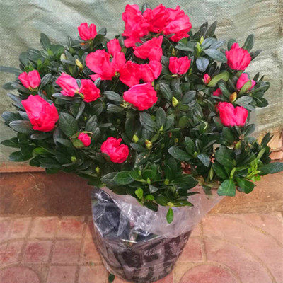 比利时杜鹃花苗 盆栽花卉植物 桌面绿植