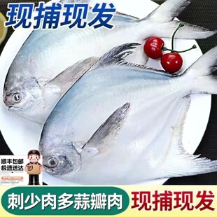 顺丰包邮 鲳鱼 银鲳鱼新鲜白鲳鱼平鱼昌鱼海鲜水产鲜鱼类批发