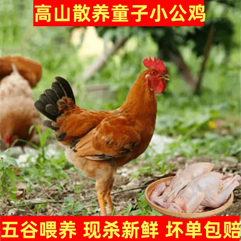 小公鸡 童子鸡溜达鸡 农家野外放养土鸡整鸡宰杀发货顺丰包邮,水产肉类/新鲜蔬果/熟食,整鸡/整鸡制品,淘宝优惠券,粉丝福利购,淘宝优惠卷