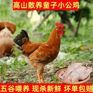 小公鸡 童子鸡溜达鸡 农家野外放养土鸡整鸡宰杀发货顺丰包邮