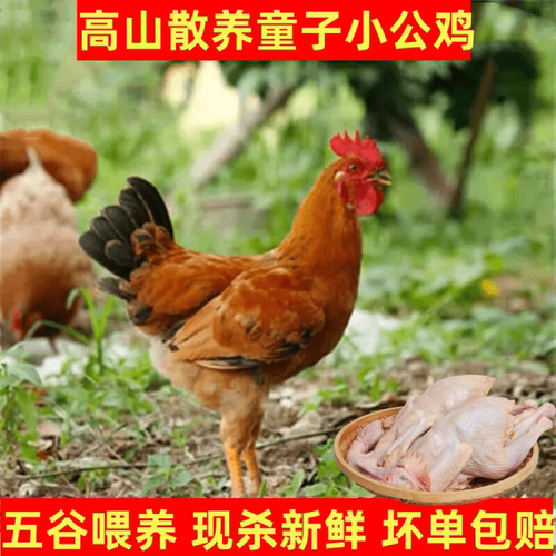 小公鸡童子鸡食用农产品