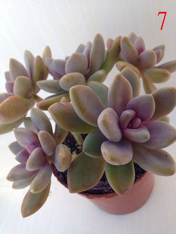 冬美人多肉植物东美人一物一拍露天放养老桩造型别致低价满58包邮