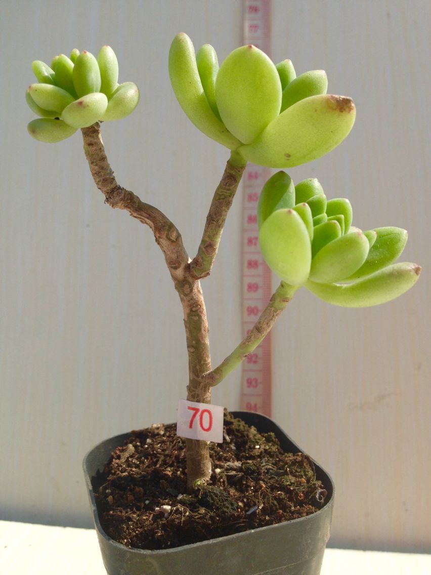 春萌老桩多肉植物一物一拍有香味精美造型老桩实拍低价促销满包邮