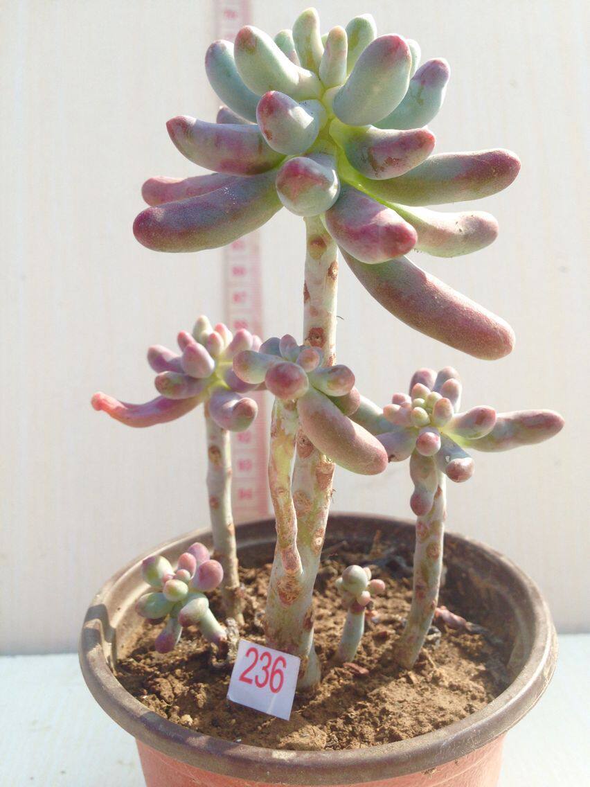 乙女心多肉植物一物一拍精美造型群生小老桩实拍  低价促销满包邮