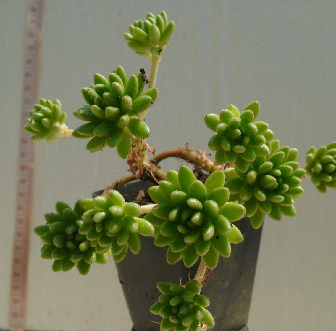 春尚椿上多肉植物一物一拍有香味精美造型群生老桩实拍超低价包邮