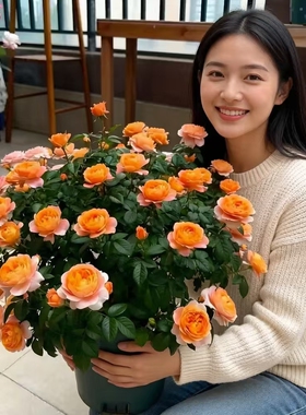 灌木月季精品选苗蓝色风暴瑞典女王果汁浓香四季开花庭院阳台盆栽