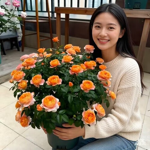 灌木月季精品选苗蓝色风暴瑞典女王果汁浓香四季开花庭院阳台盆栽