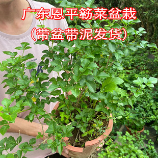 广东阳春特产簕菜苗原土带杯发货2棵包邮苦刺苦刺心五加皮