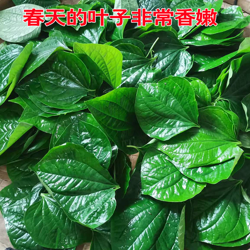 山蒌苗假蒌苗蛤蒌苗包粽子用现摘新鲜野生蛤蒌叶假蒌叶急捞叶盆栽