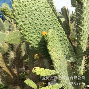 高度念珠掌鱼鳞仙人掌盆栽柱状1米景观多肉植物墨西哥仙人掌餐厅