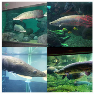 热销玻璃钢猛鱼缸大型尺寸落地米级巨物鱼缸大型地缸海水生态客厅