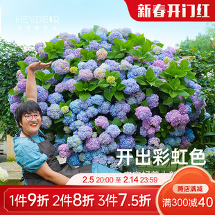 海蒂的花园绣球花苗无尽夏大海蓝万华镜阳台四季种植物树苗盆栽