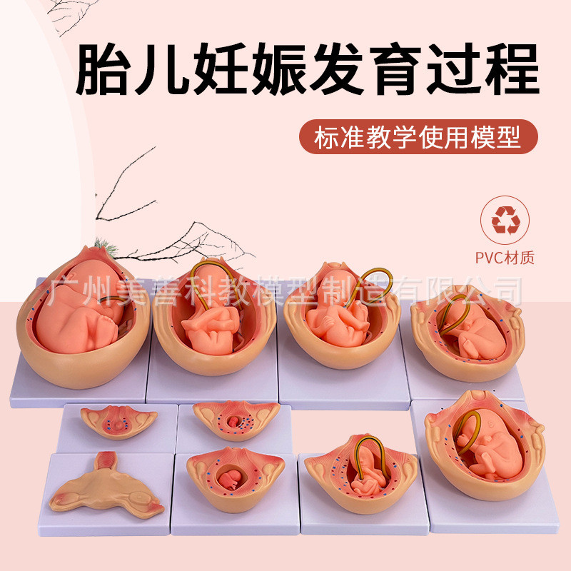 妊娠胚胎发育模型胎儿发育过程模型10部件版计划生育演示模型