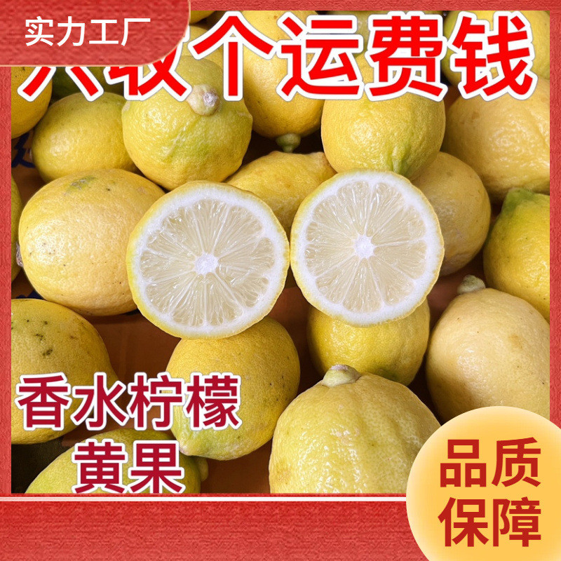 新日期ll广东无籽香水柠檬黄柠檬黄果新鲜水果柠檬汁手打柠檬奶茶
