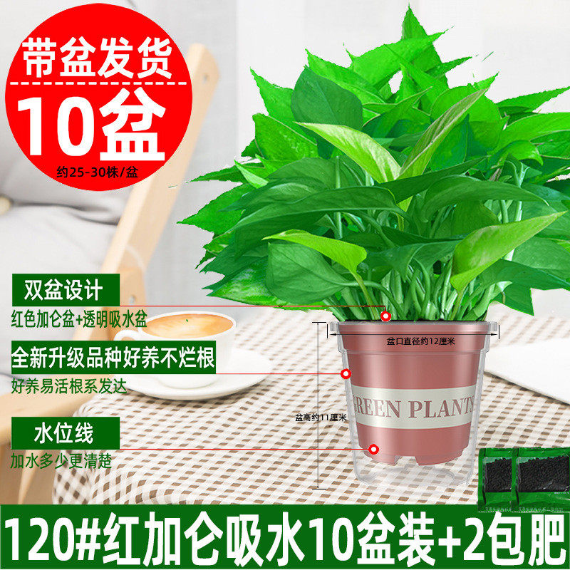绿萝水培大量盆栽批发室内植物花卉新房家用吸除长藤垂吊大叶绿箩