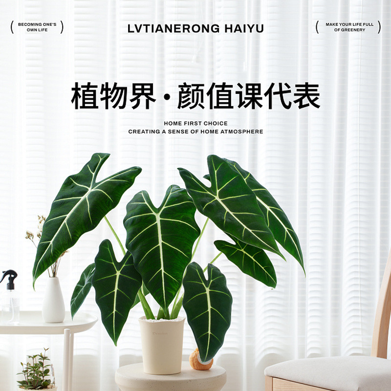 绿天鹅绒海芋进口竹芋绿植小盆栽桌面观叶好养活室内阳台净化空气
