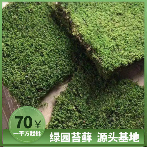 精品大灰藓庭院铺面真苔藓植物墙装饰室内绿苔造景厂家现货批发