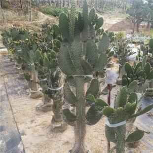 柱状念珠高度鱼鳞仙人掌盆栽掌1米景观多肉植物墨西哥仙人掌餐厅