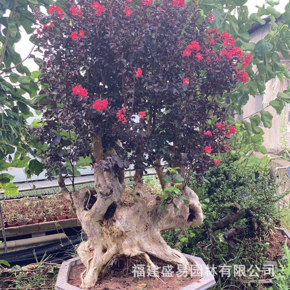 福建紫薇古桩树桩紫薇桩景价格安徽紫薇盆景北京紫薇湖北