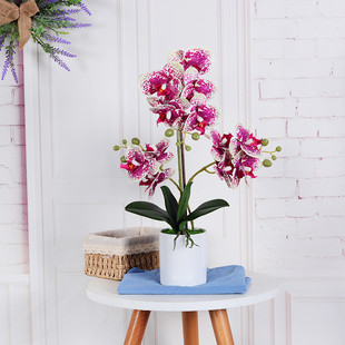 仿真花蝴蝶兰套装批发盆景家居客厅造景摆件装饰北欧桌花外贸兰花