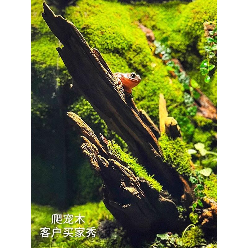 热销爬宠攀爬躲避造景蜥蜴乌龟鬃狮鱼缸装饰沉木柚木造景摆件木紫