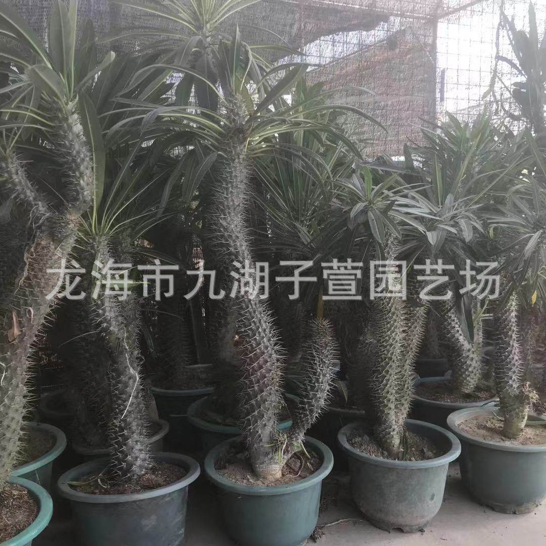 多头霸王树景观绿植咖啡馆盆栽多肉植物多肉植物沙生植物基地批发